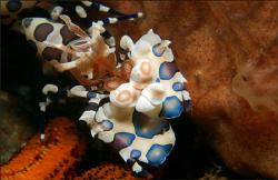 Harlequin shrimp in Bali. by Dray Van Beeck 